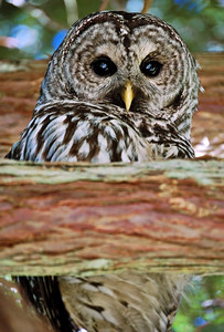 barred-owl-cedar-tree-pacific-northwest
